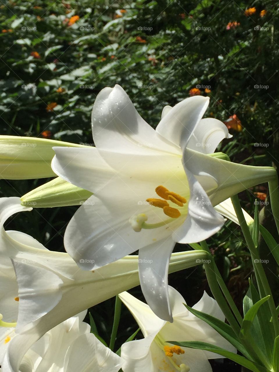 A lily blooms