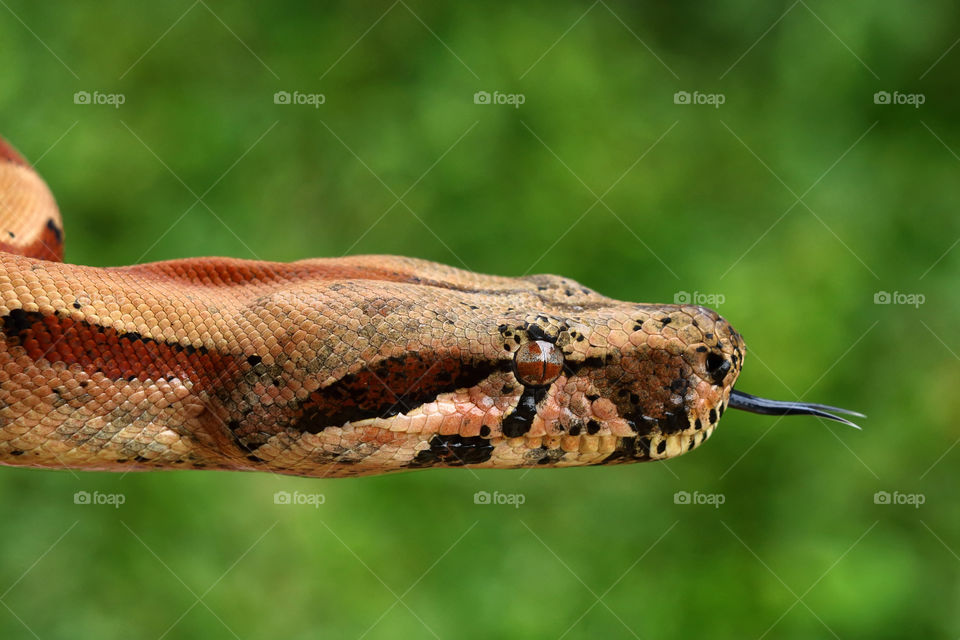 Close Up head snake with green background.