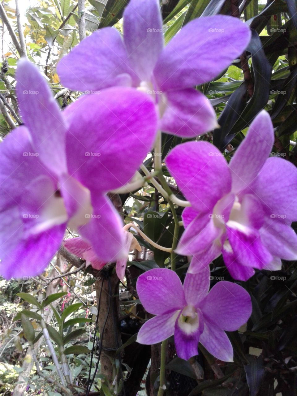 Orchid  _ Dendrobium Species