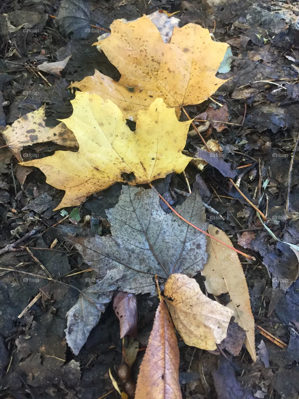 Leaves