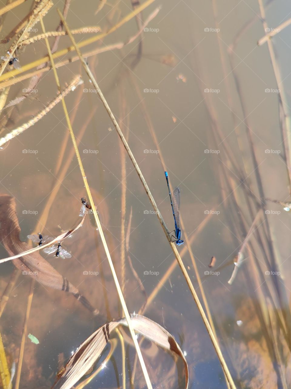 Blue Dragonfly on the river