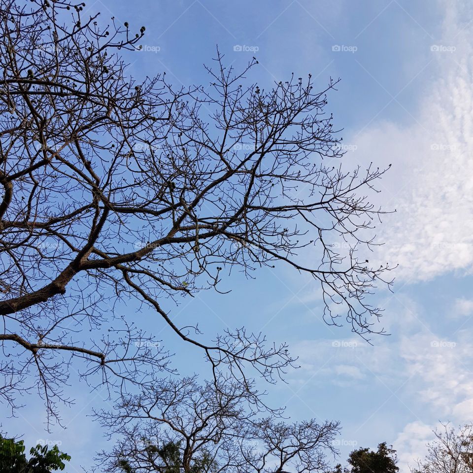 The leafless tree in the evening