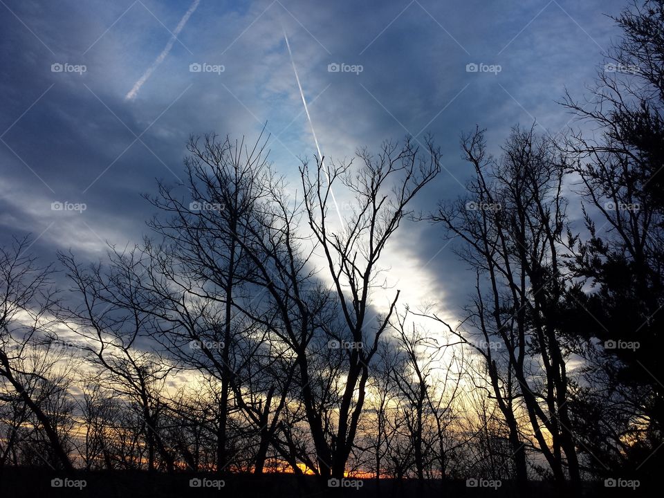 Silhouette of tree during sunset