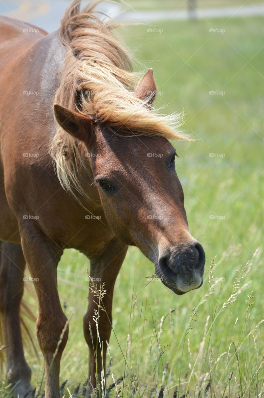 horse eating tall grass