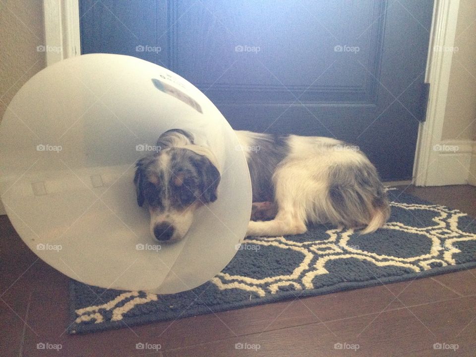 The cone of shame worn by our miniature Australian shepherd. 
