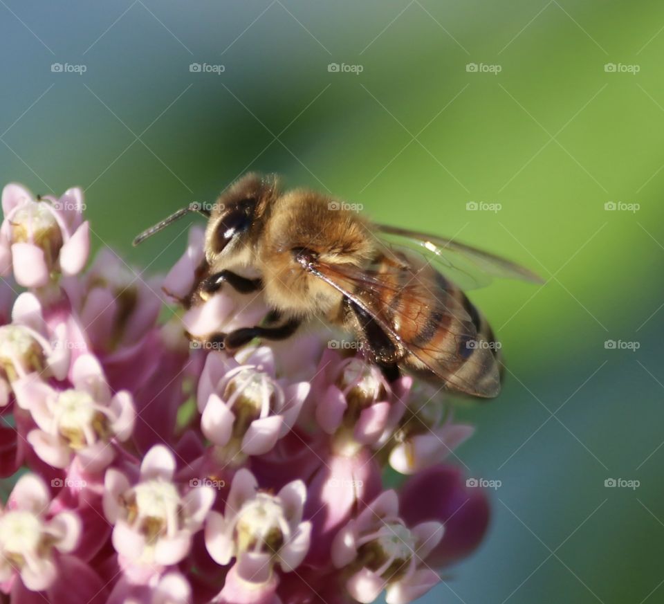 Bee on pink flowers 