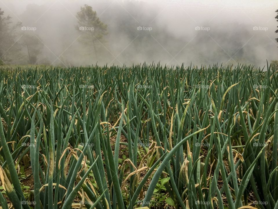 Onion farm