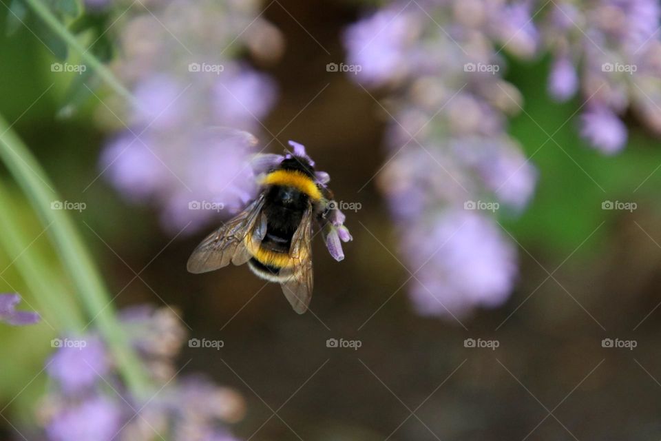 A bumble bee on purple lavender