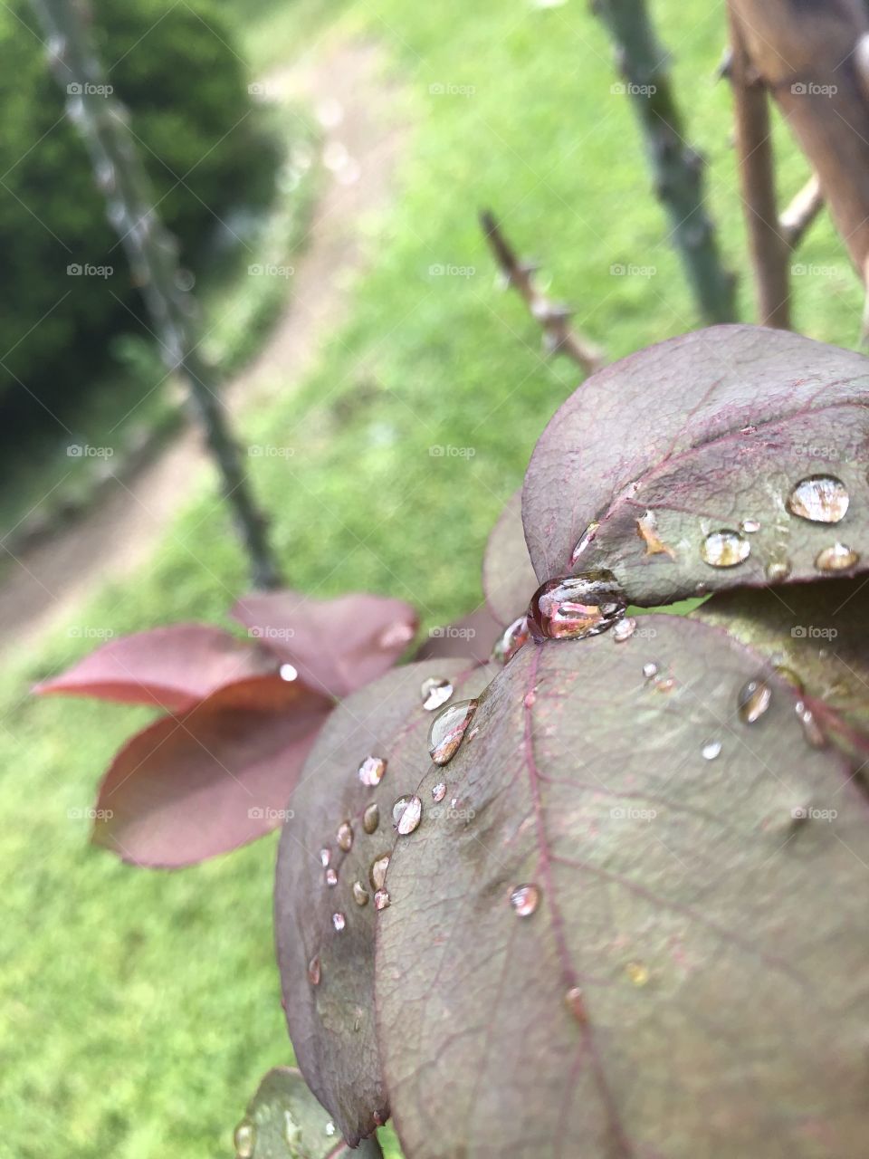 Water drops on a leaf