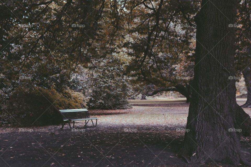 Tree, Fall, Bench, No Person, Landscape