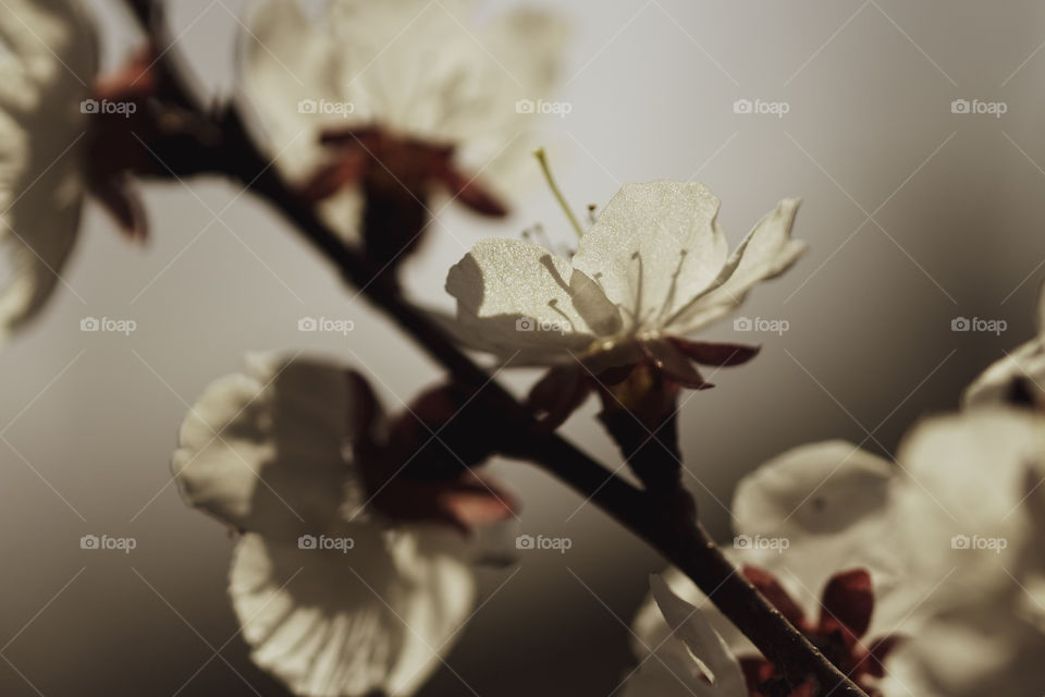 blooming branch close up. spring concept