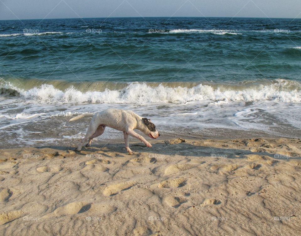the dog by the sea собака у моря