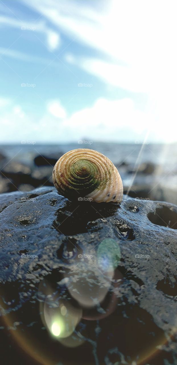 summer sea shell