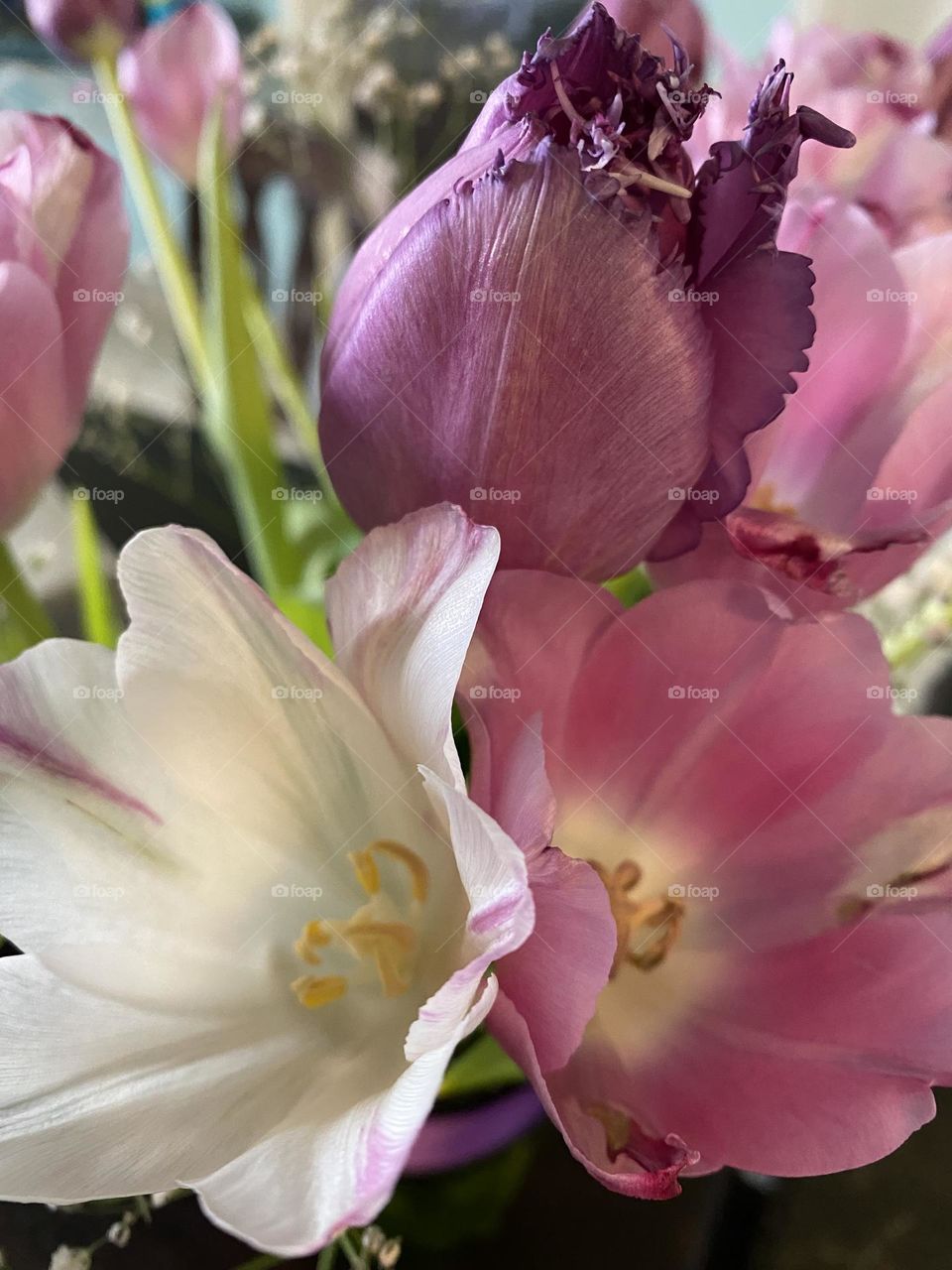 beautiful violet tulips