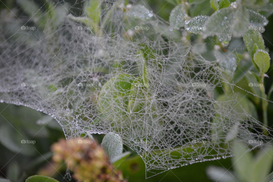Spider, Spiderweb, Cobweb, Trap, Arachnid