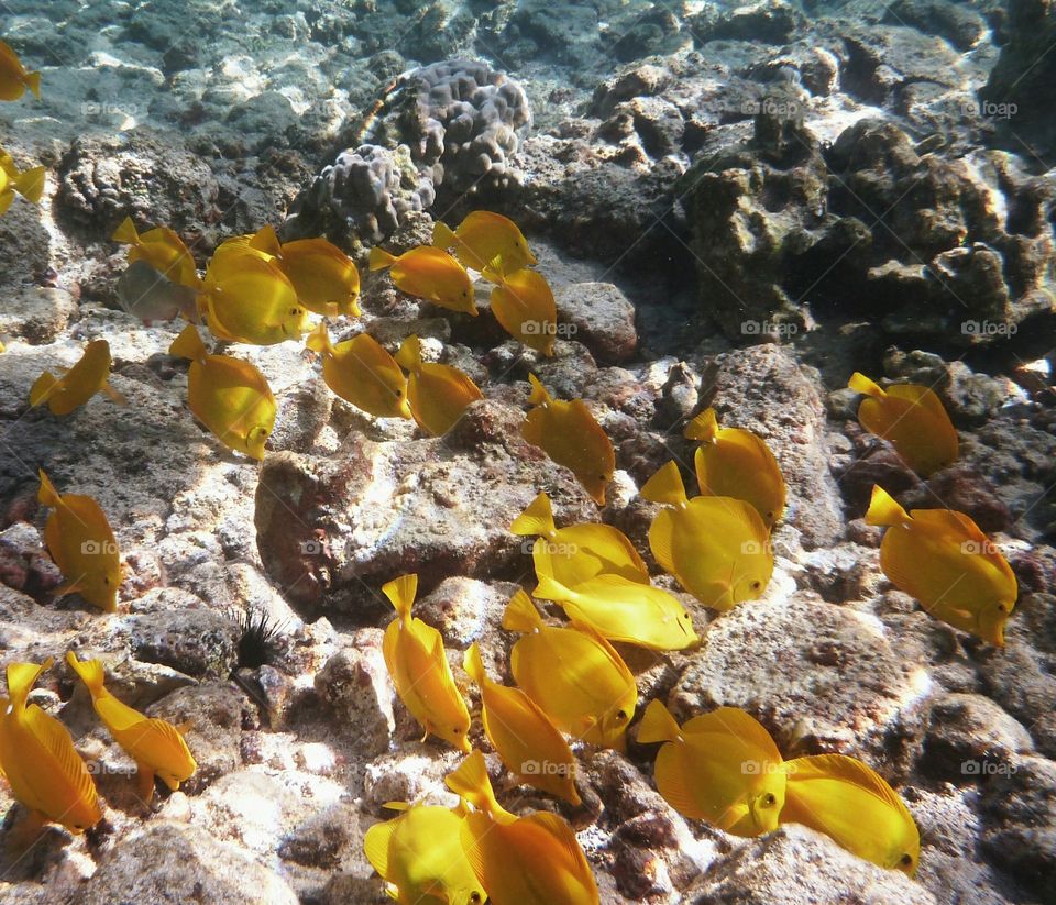 Yellow Tangs, Hawaii