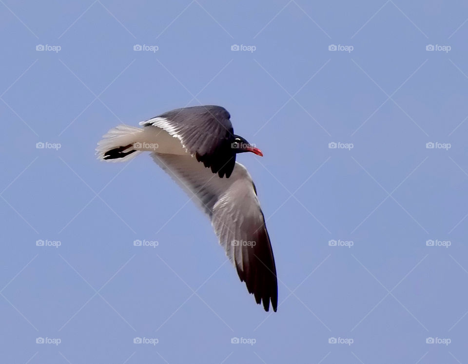 Bird on beach