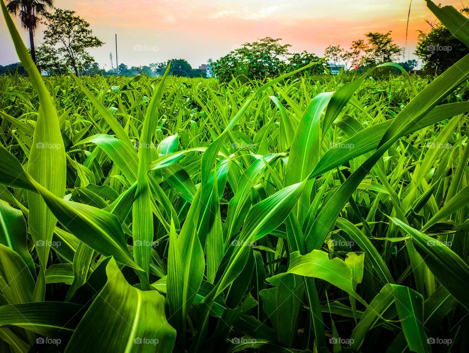 Fresh Maize green leaf in the agricultural field