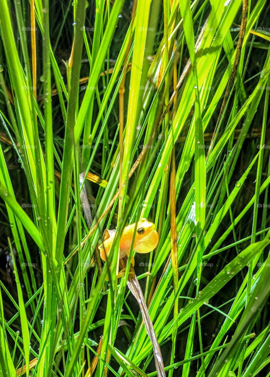 Grass, No Person, Nature, Leaf, Flora