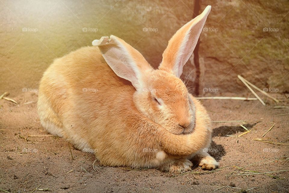 Close-up of a sleeping rabbit