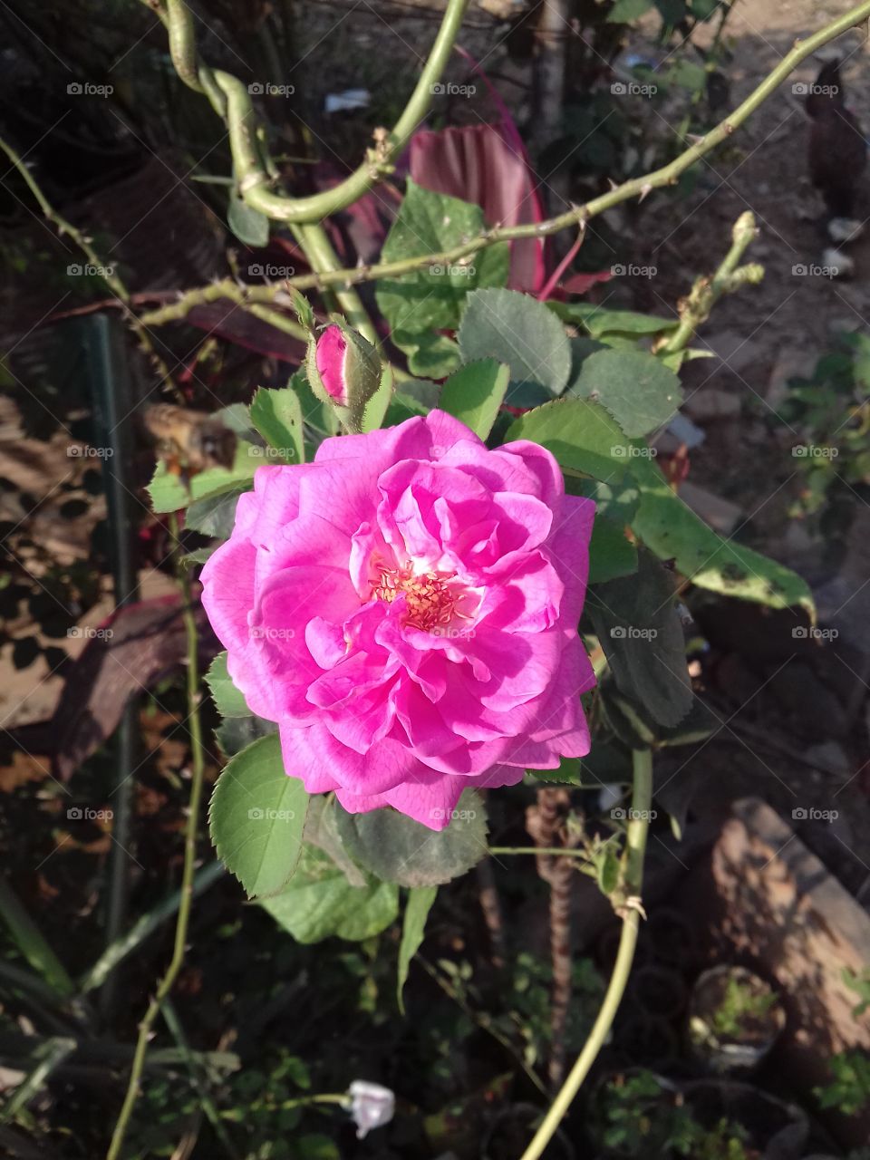 beautiflower rose