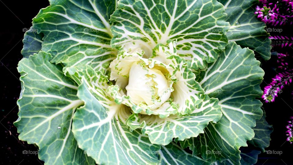 organic green cabbage. organic green cabbage