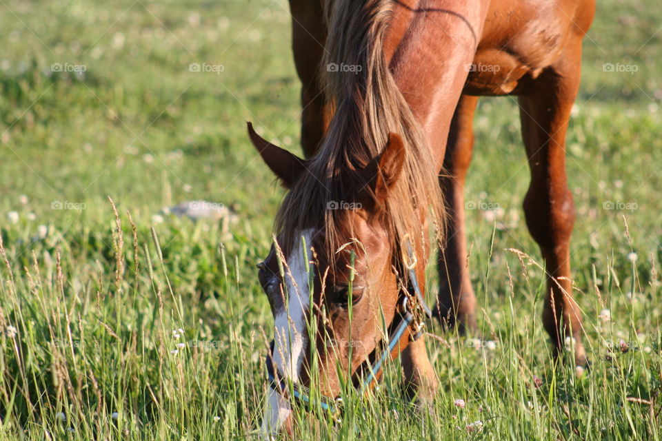 Close-up of horse grazing on grass