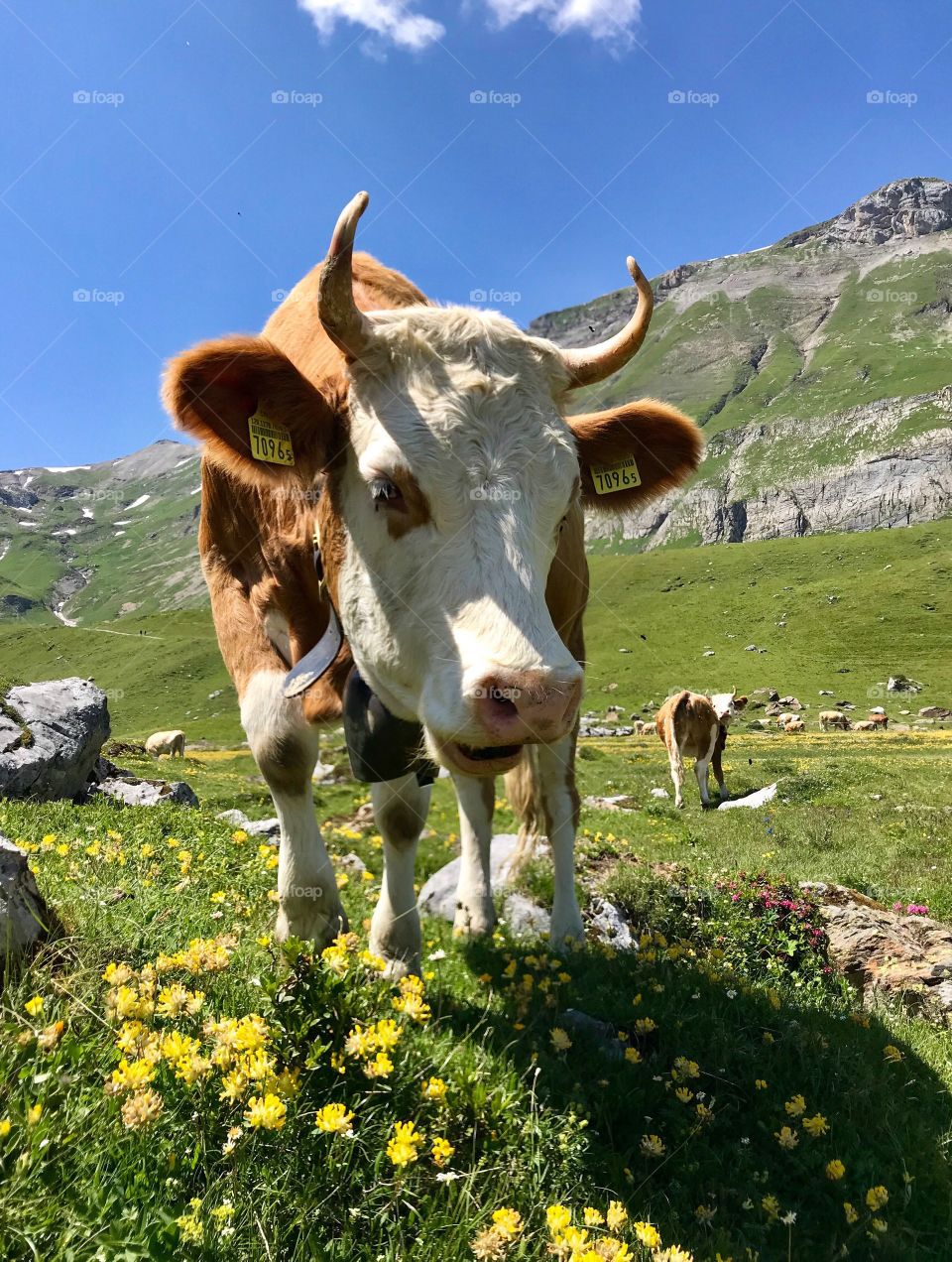Swiss Alps Cow