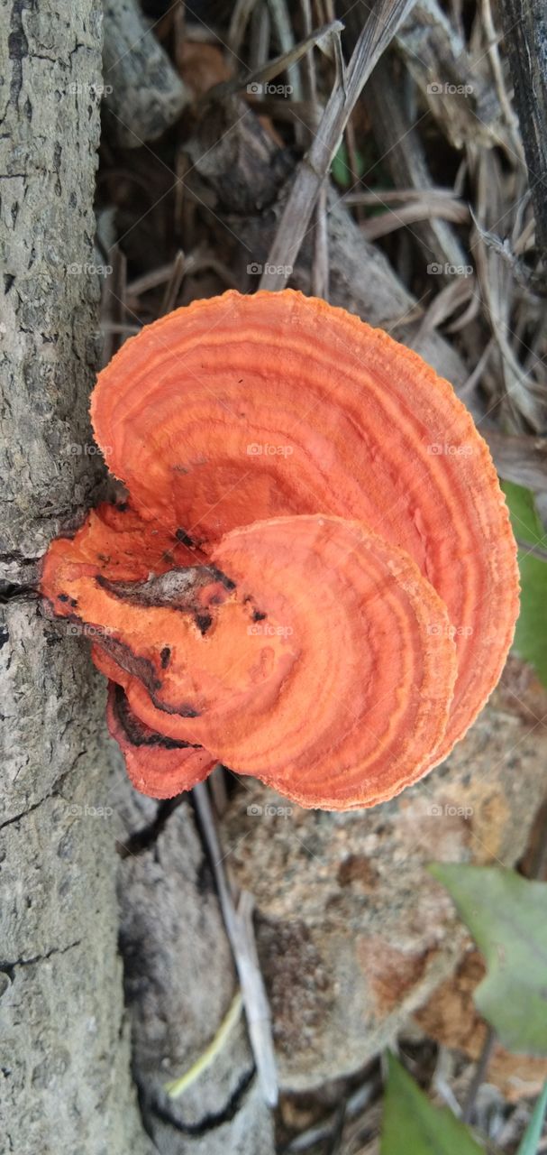 Orange mushroom is a type of poisonous fungus that commonly grows on wood that is weathered, black-rooted and durable. The scientific name "Pycnoporus sanguineus"