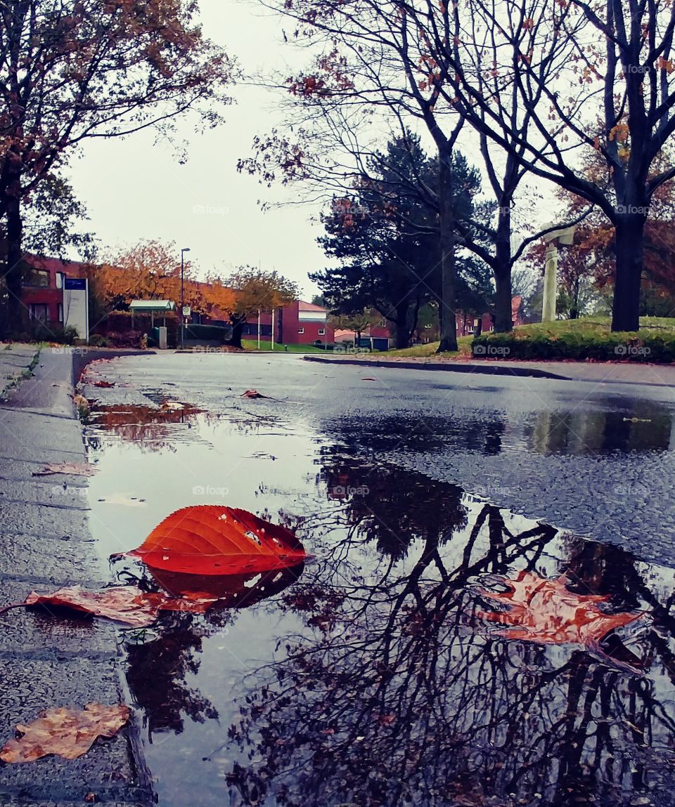 herbst autumn nass rain Regen Straße weg Pfütze blatt rot red wasser water