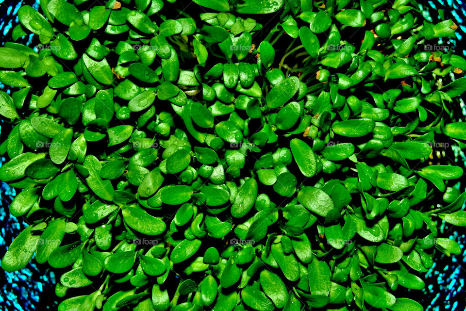 Grow a forest if possible!