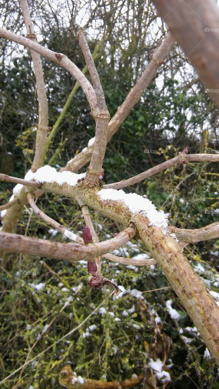 Snow On A Branch