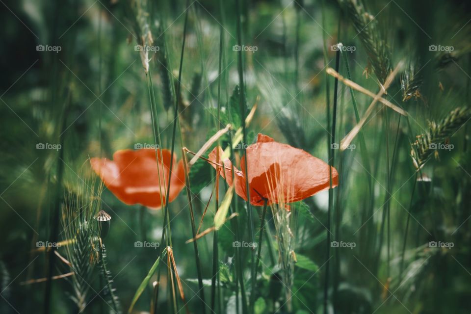 Beautiful flowers