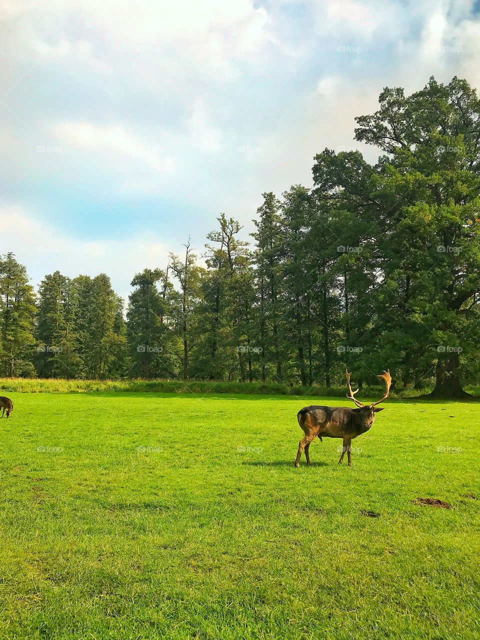 Green and the deer