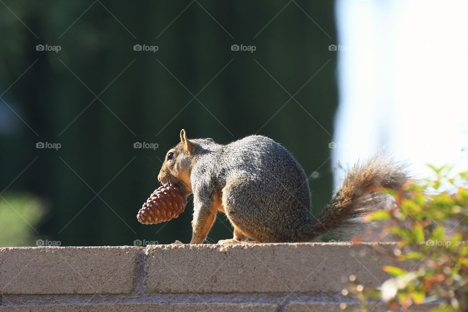 Squirrel with a pine cone