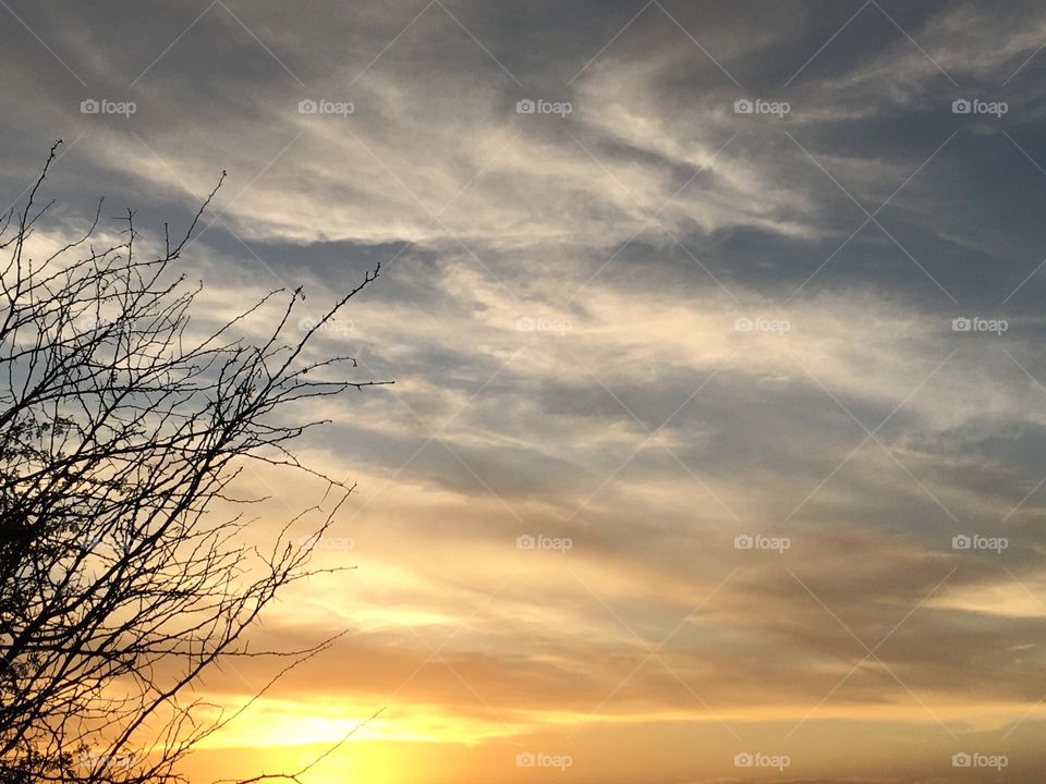 A tree and magic sunset 