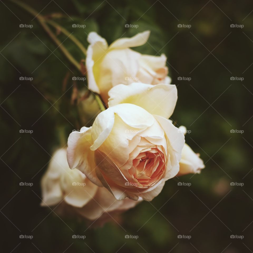 Flower, Rose, Wedding, Nature, Love