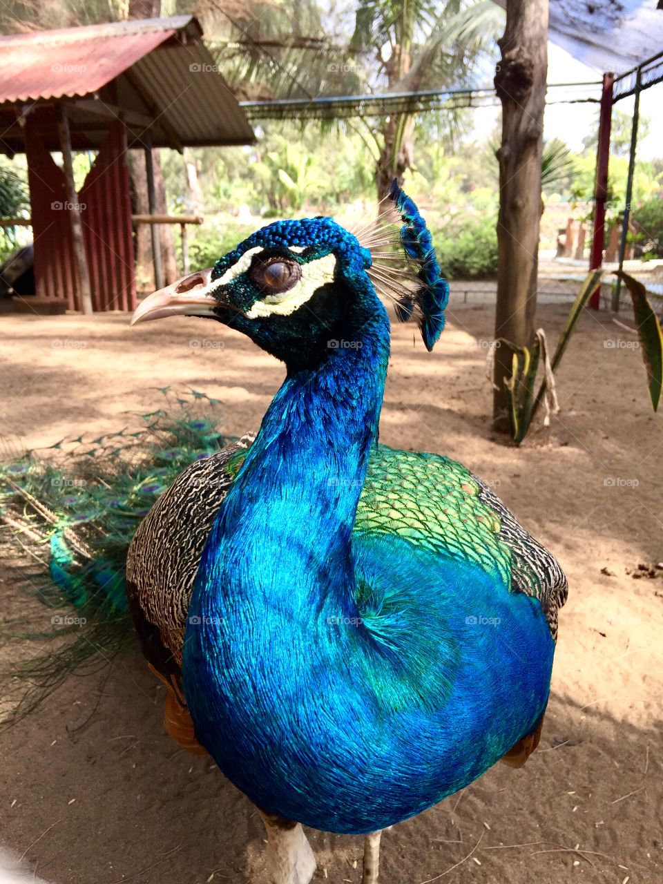 The beauty of a peacock is seen only when it spreads its feathers. However, it shines bright, still, with its feathers down. Its color radiates that it attracts anyone. This is a beautiful creation. 