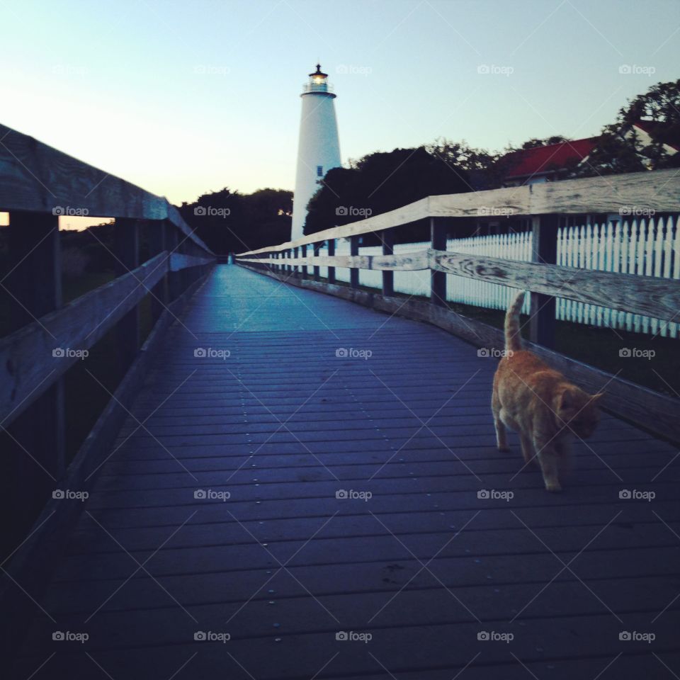 Ocracoke lighthouse cat