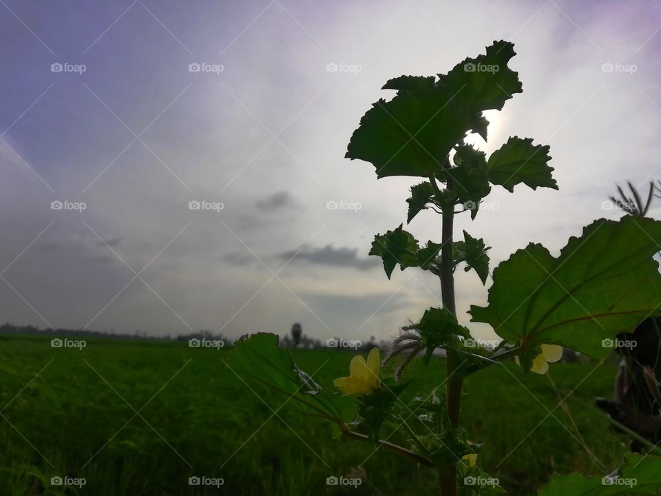 this picture was captured by evening sun shining time very nize reflected