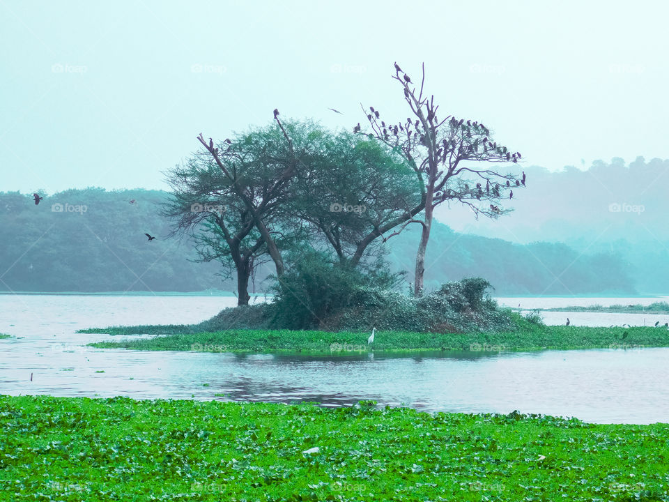 winter season nature landscape - This photograph contains trees with number of great cormorant birds, propped at the centre of the lake.Lake is surrounded by mountains, lake water contains waterfowl.This is foggy morning scene at Sus Pashan lake pune