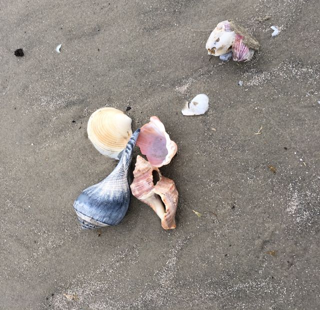 Gulf of Mexico Sea Shells