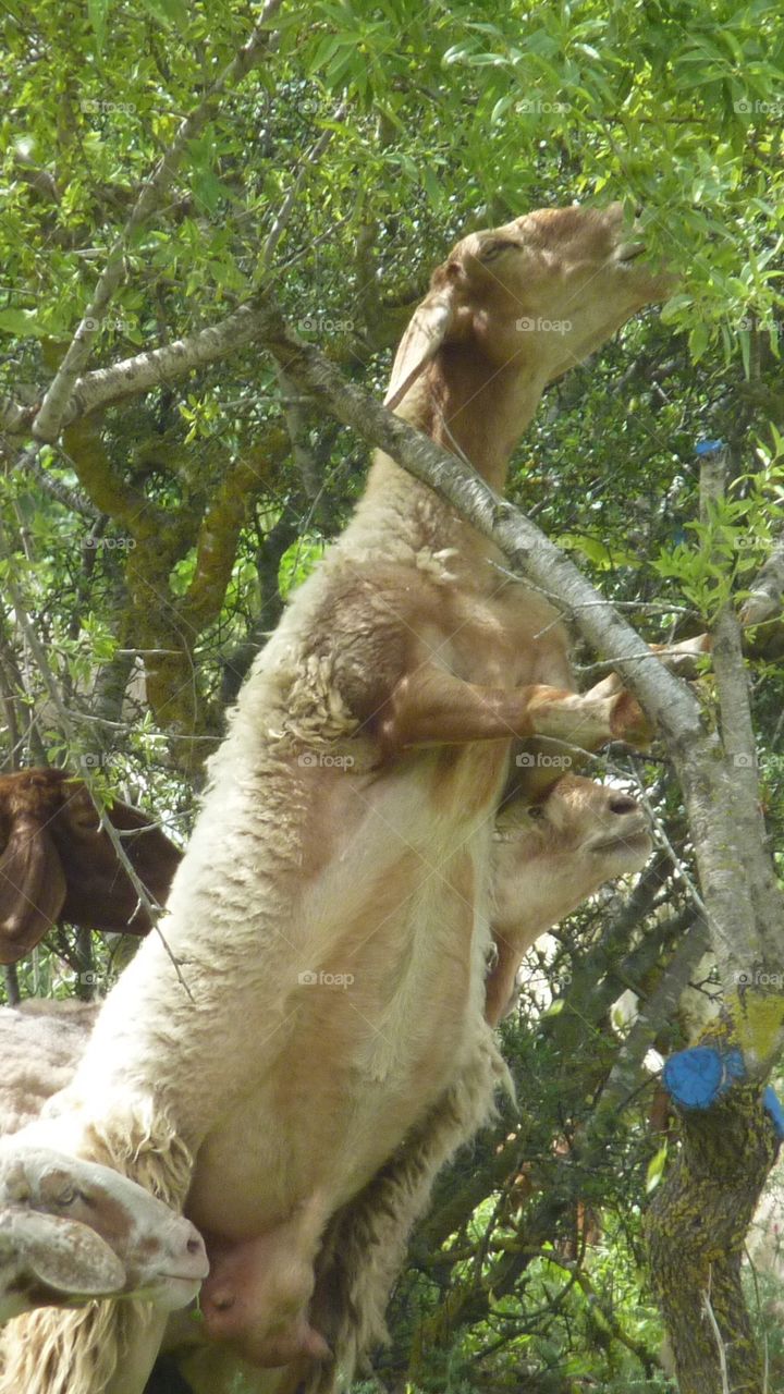 Have you seen?  A sheep climbing.