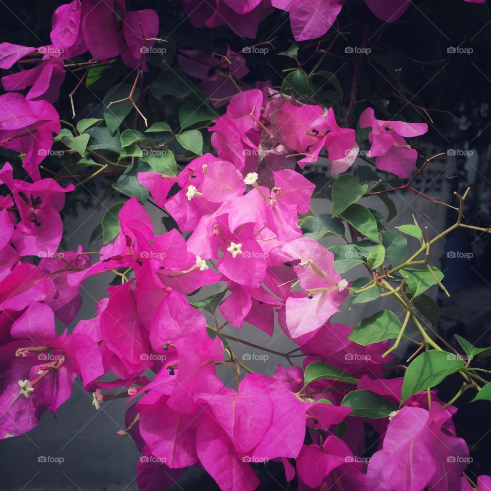 Paper flowers beside the house wall