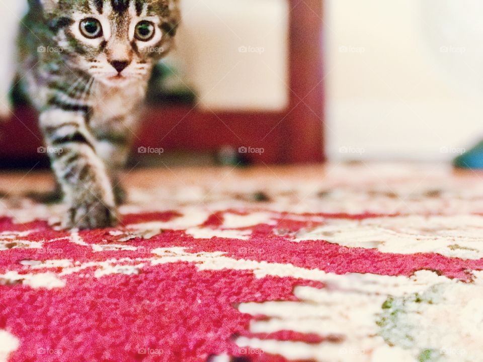 Portrait of cat standing on the carpet