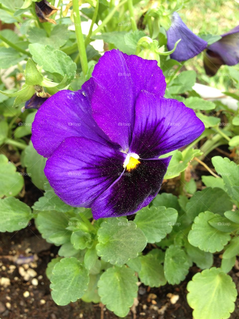 Pansy
