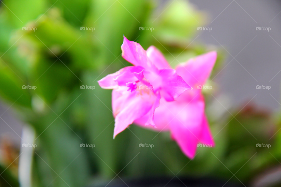 green flower macro closeup by mathsonlee
