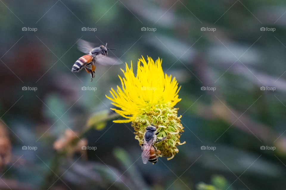 Bee and Flower
