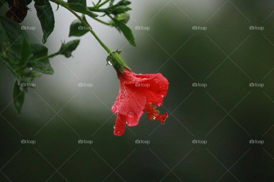 flower that every one knows.