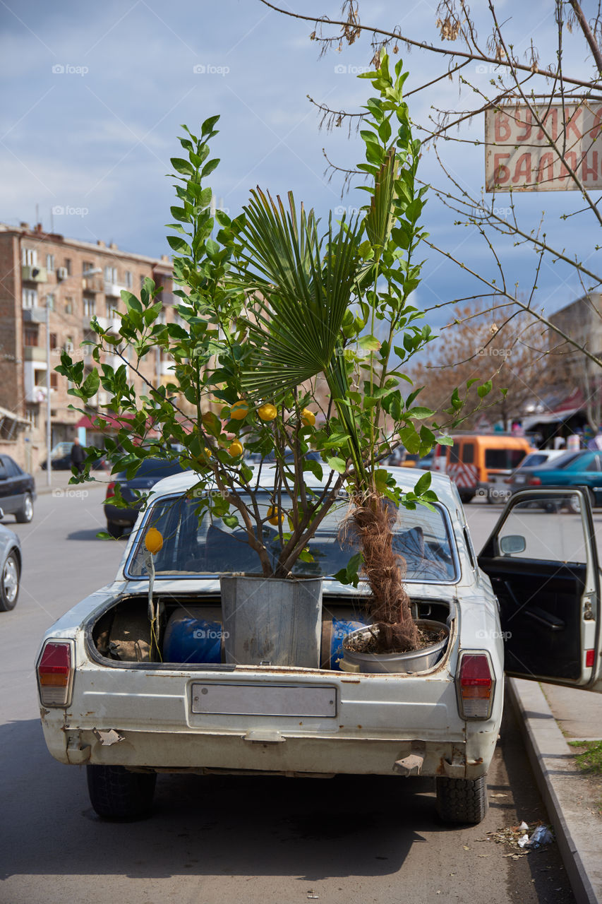Artashat, Armenia - April 2, 2017: Old Soviet car with a lemon tree in the trunk on early April afternoon. 